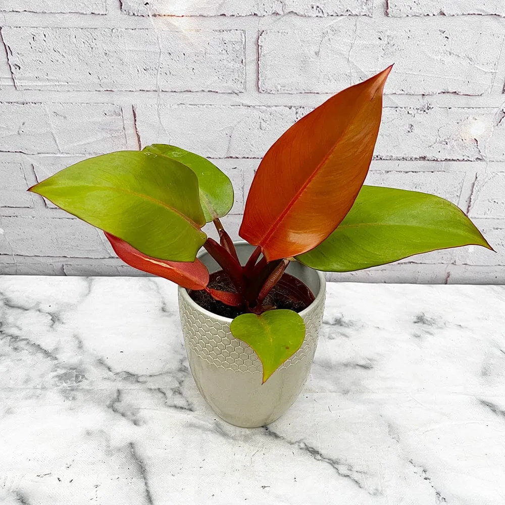 25 - 30cm Philodendron Prince of Orange 11cm Pot House Plant