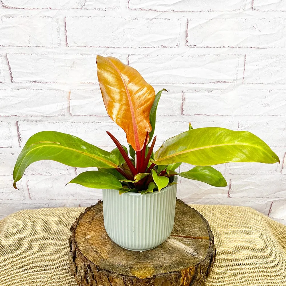 25 - 30cm Philodendron Prince of Orange 11cm Pot House Plant