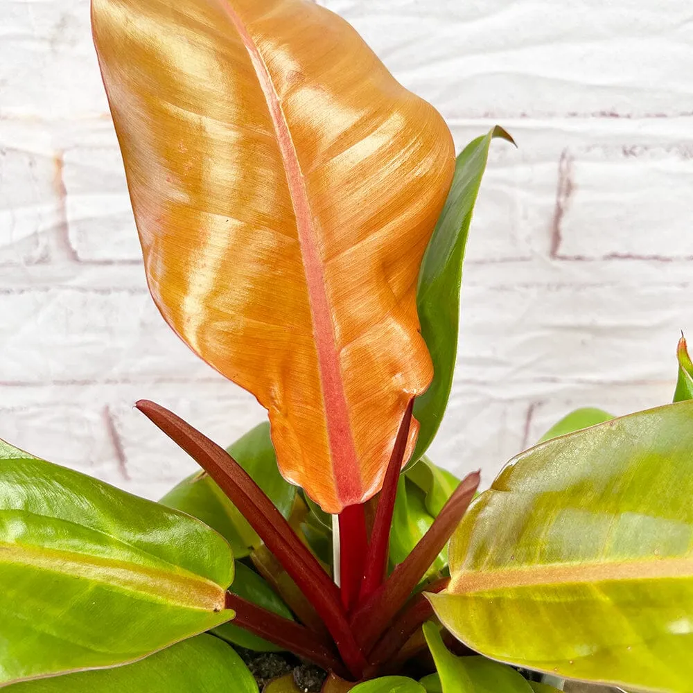 25 - 30cm Philodendron Prince of Orange 11cm Pot House Plant