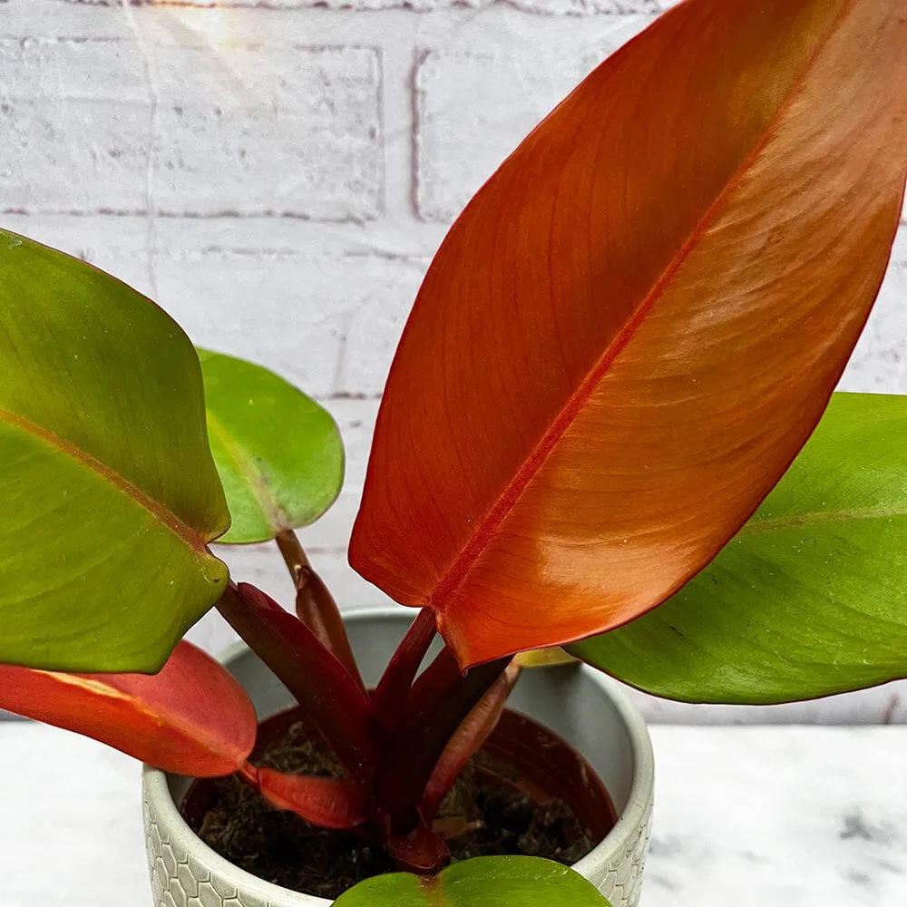 25 - 30cm Philodendron Prince of Orange 11cm Pot House Plant