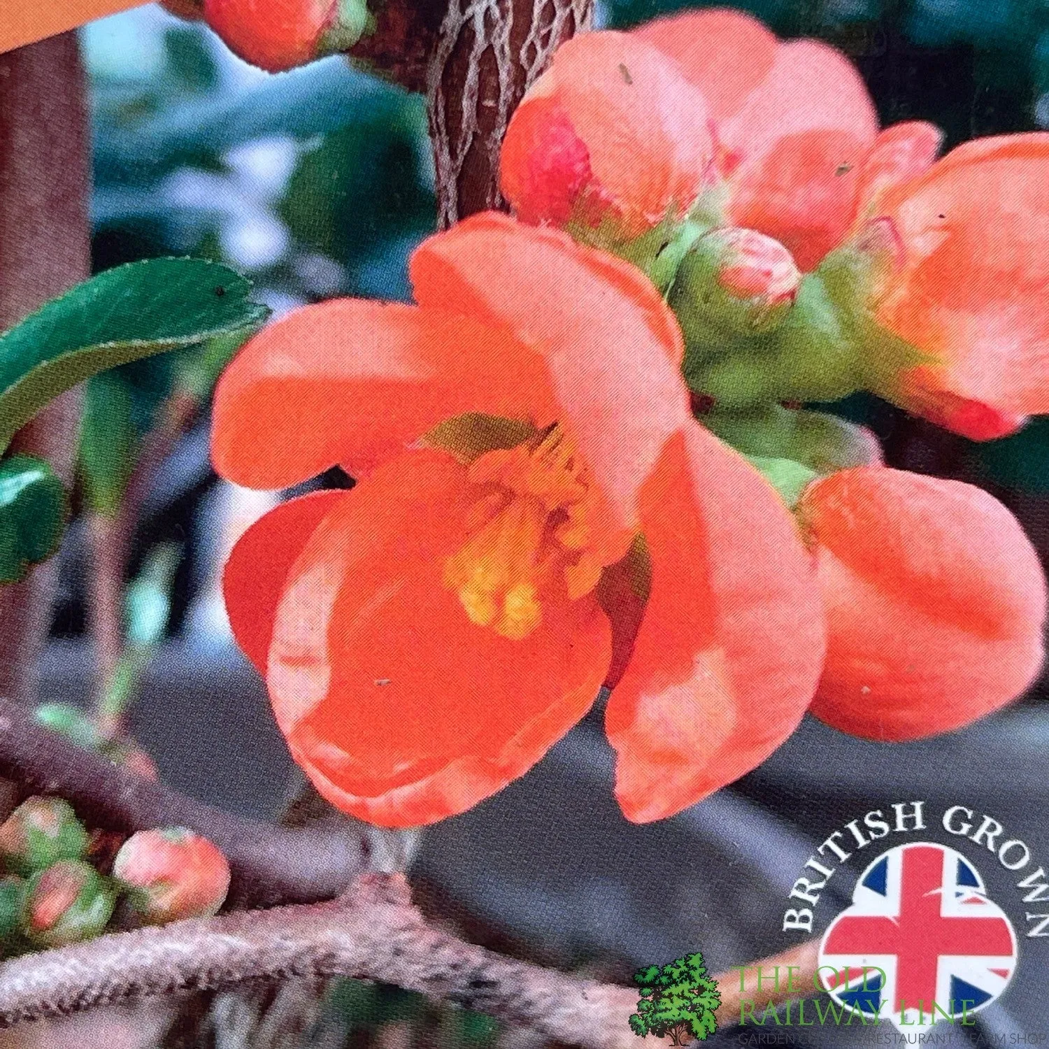 Chaenomeles x Superba 'Orange Trail' Flowering Quince Plant 3Ltr Pot