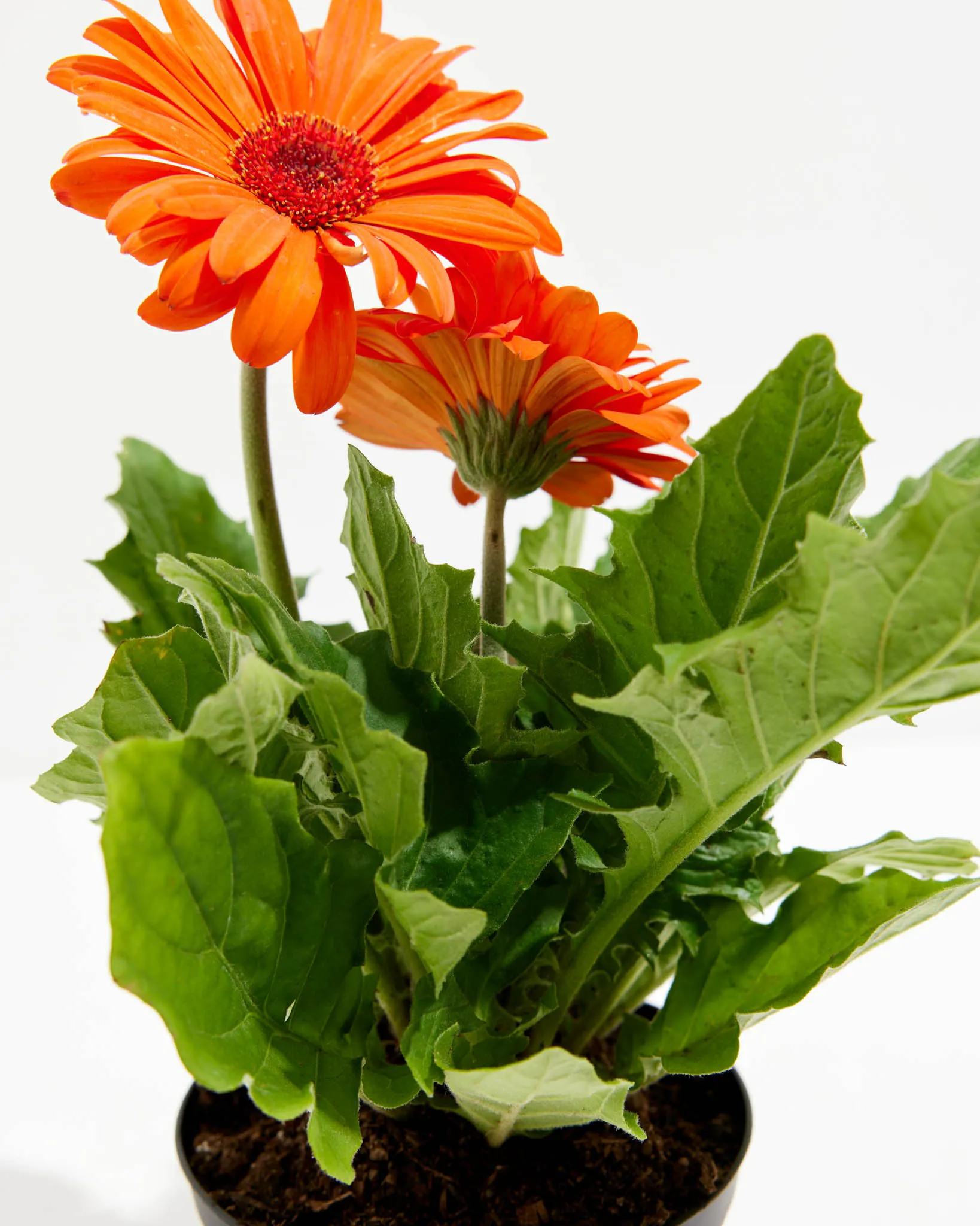 Gerbera Daisy Premier Orange