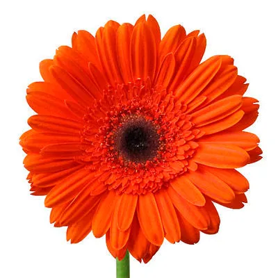 Gerbera Orange