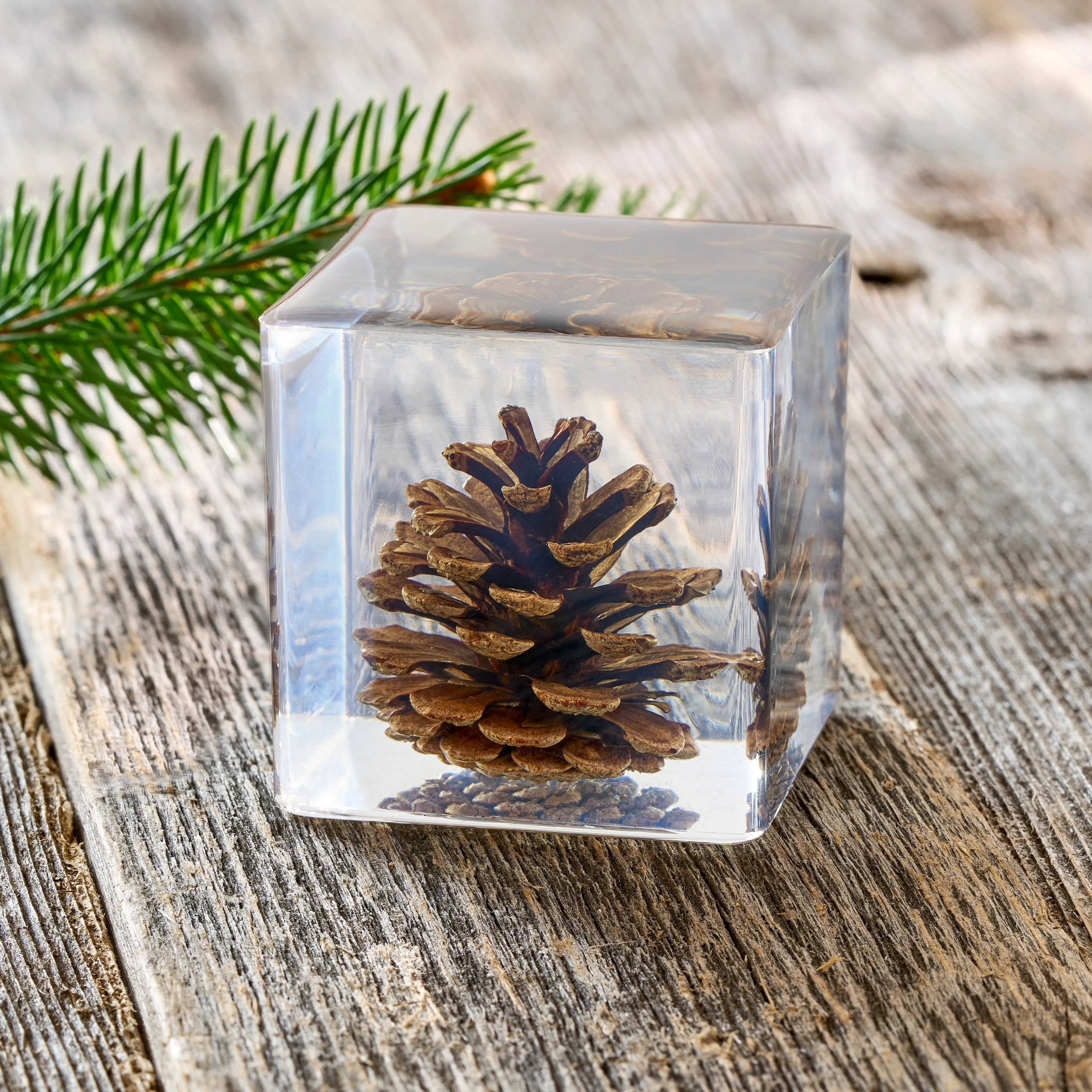 Pine Cone Paperweight